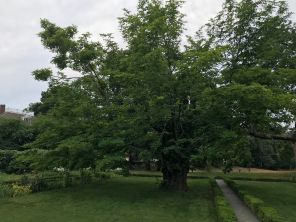 A tree on John Adams' estate